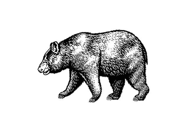 bear 2